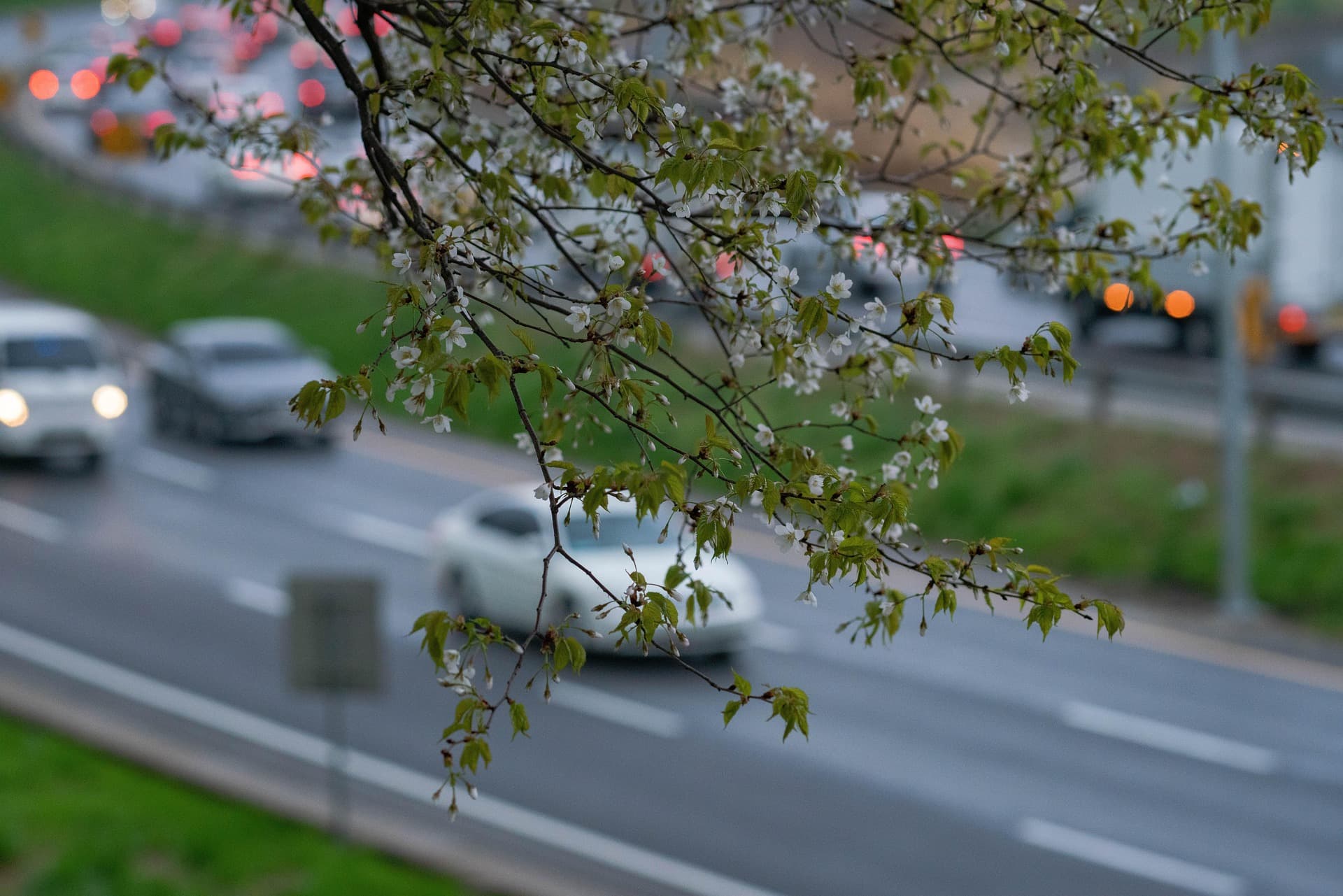 Cars in the spring time